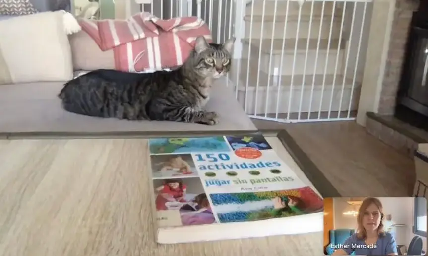 Gato feliz usando rascador